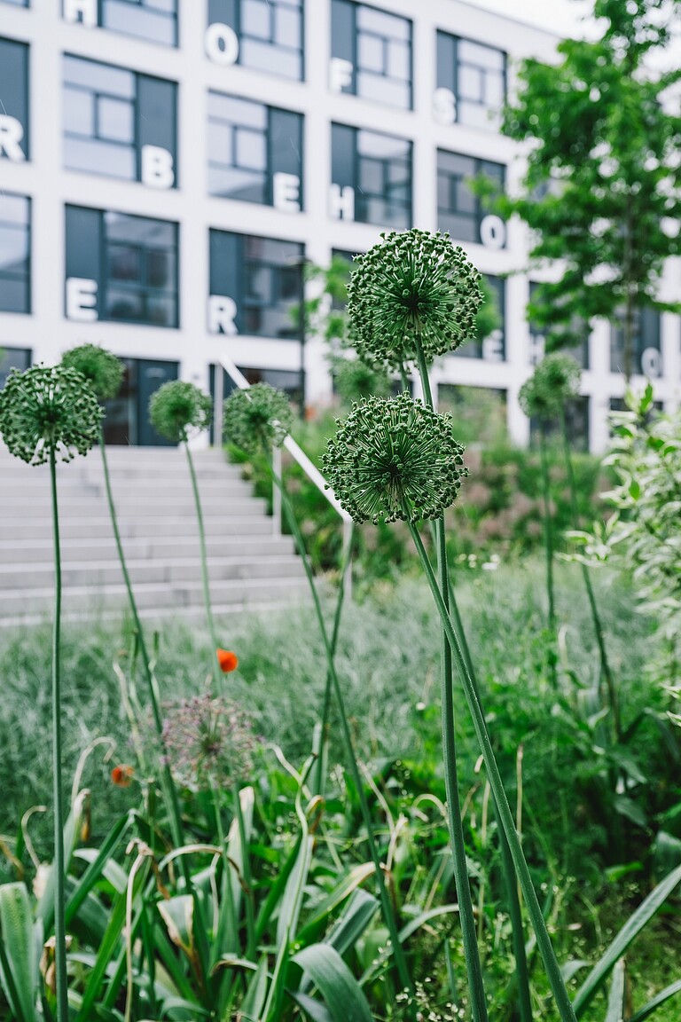 Close-up of plants in front of a building