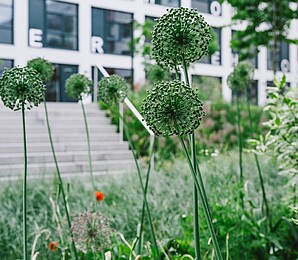 Close-up of plants in front of a building
