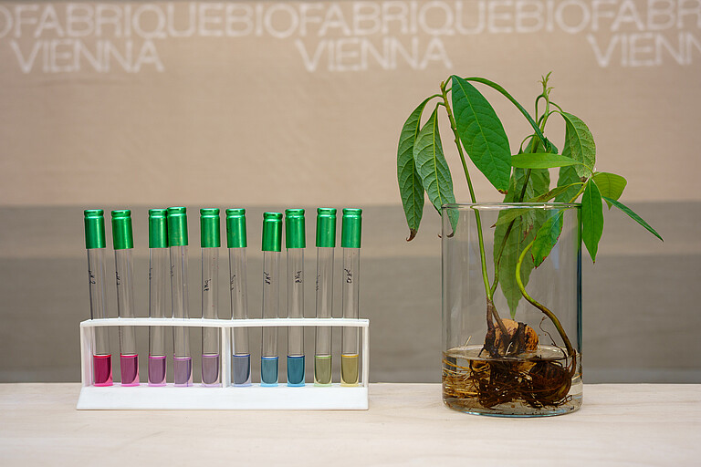 test tubes containing colour extracts, as well as an avocado plant and fabric in the background.