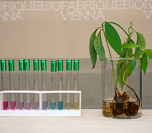 test tubes containing colour extracts, as well as an avocado plant and fabric in the background.