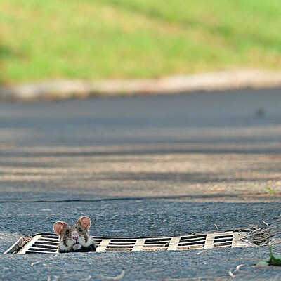 Urban Animals - Hamster on the road