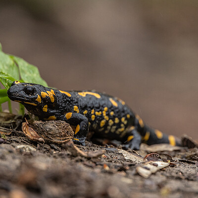 Black salamander in the forest