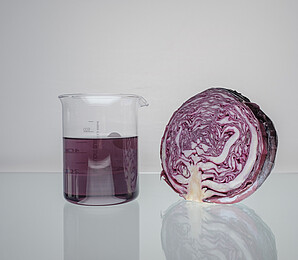Red cabbage head and the color extract obtained from it