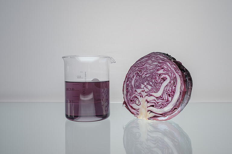 Red cabbage head and the color extract obtained from it