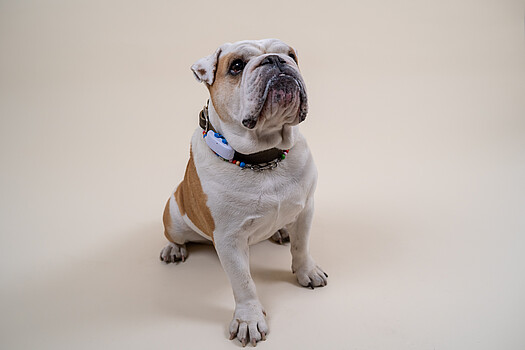 Photo of a dog with collar in front of a white background.