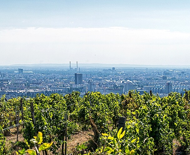 Blick über Weinberge am Wiener Nussberg auf die Skyline von Wien